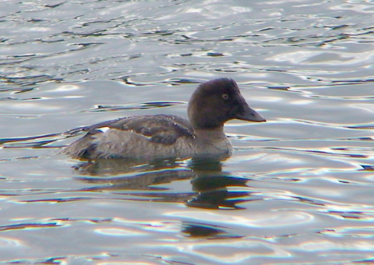 Common Goldeneye - ML617353937