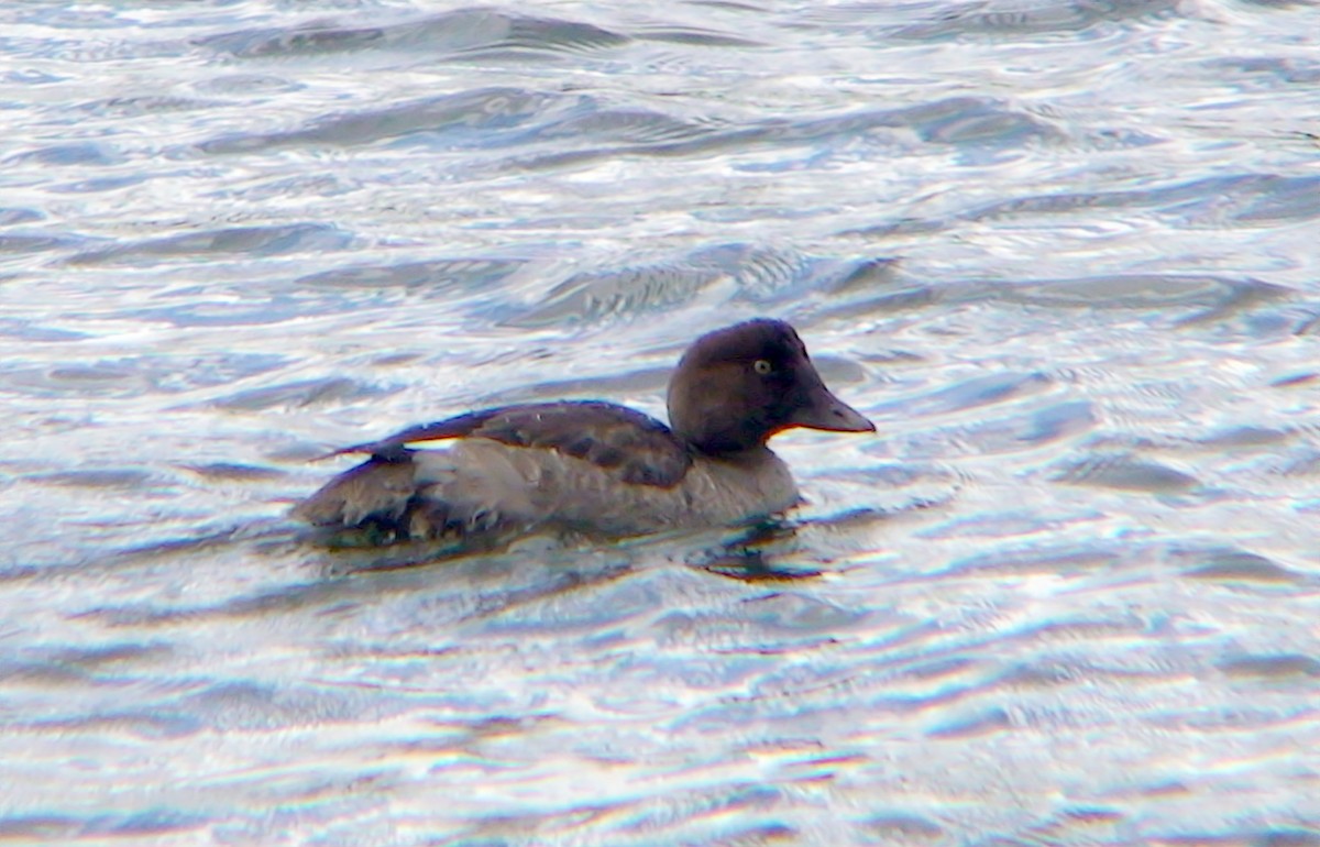 Common Goldeneye - Delfin Gonzalez