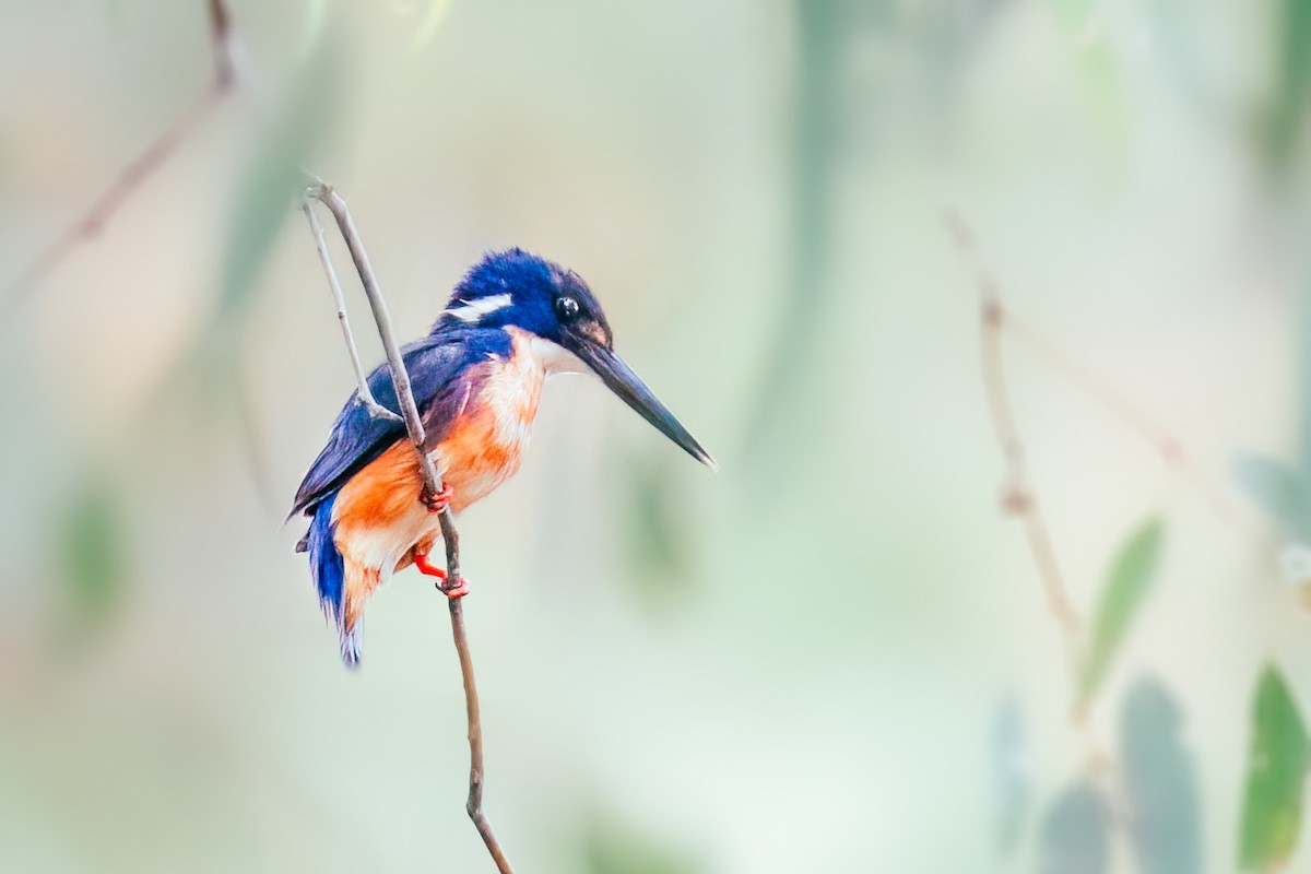 Azure Kingfisher - Mark Egan