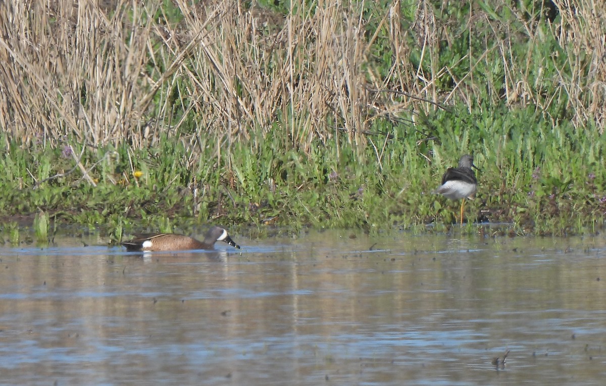 Blue-winged Teal - ML617353952