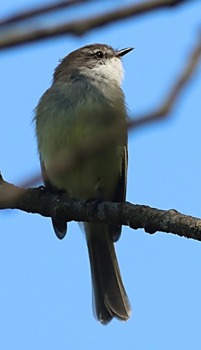 White-throated Tyrannulet - ML617353989