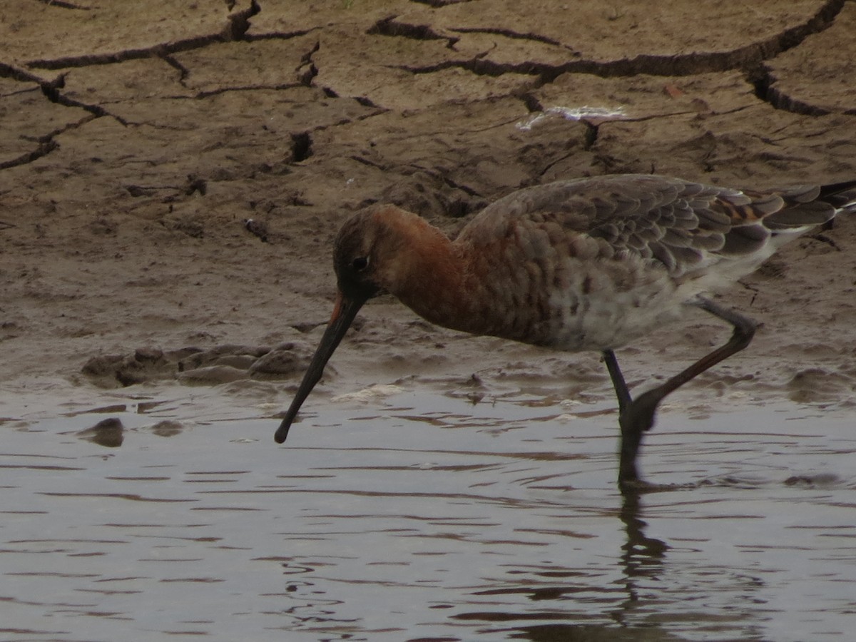 Black-tailed Godwit - ML617354008