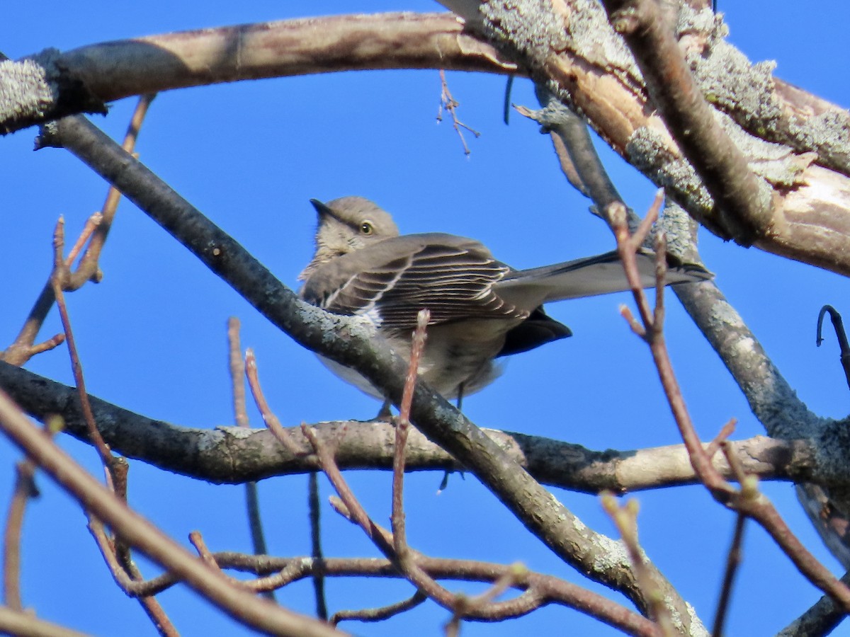 Northern Mockingbird - ML617354018