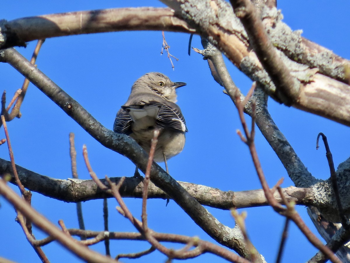 Northern Mockingbird - ML617354019