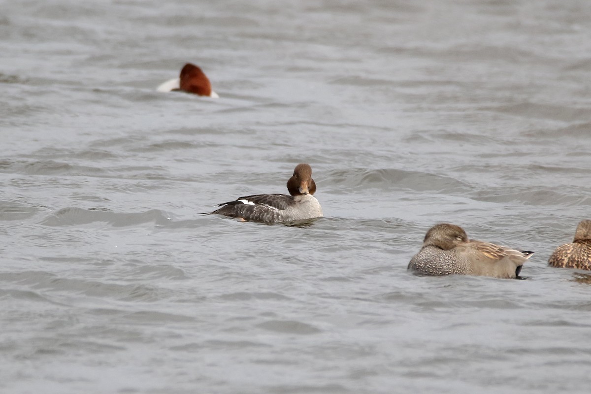 Common Goldeneye - Delfin Gonzalez