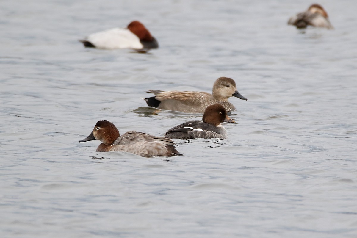 Common Goldeneye - Delfin Gonzalez