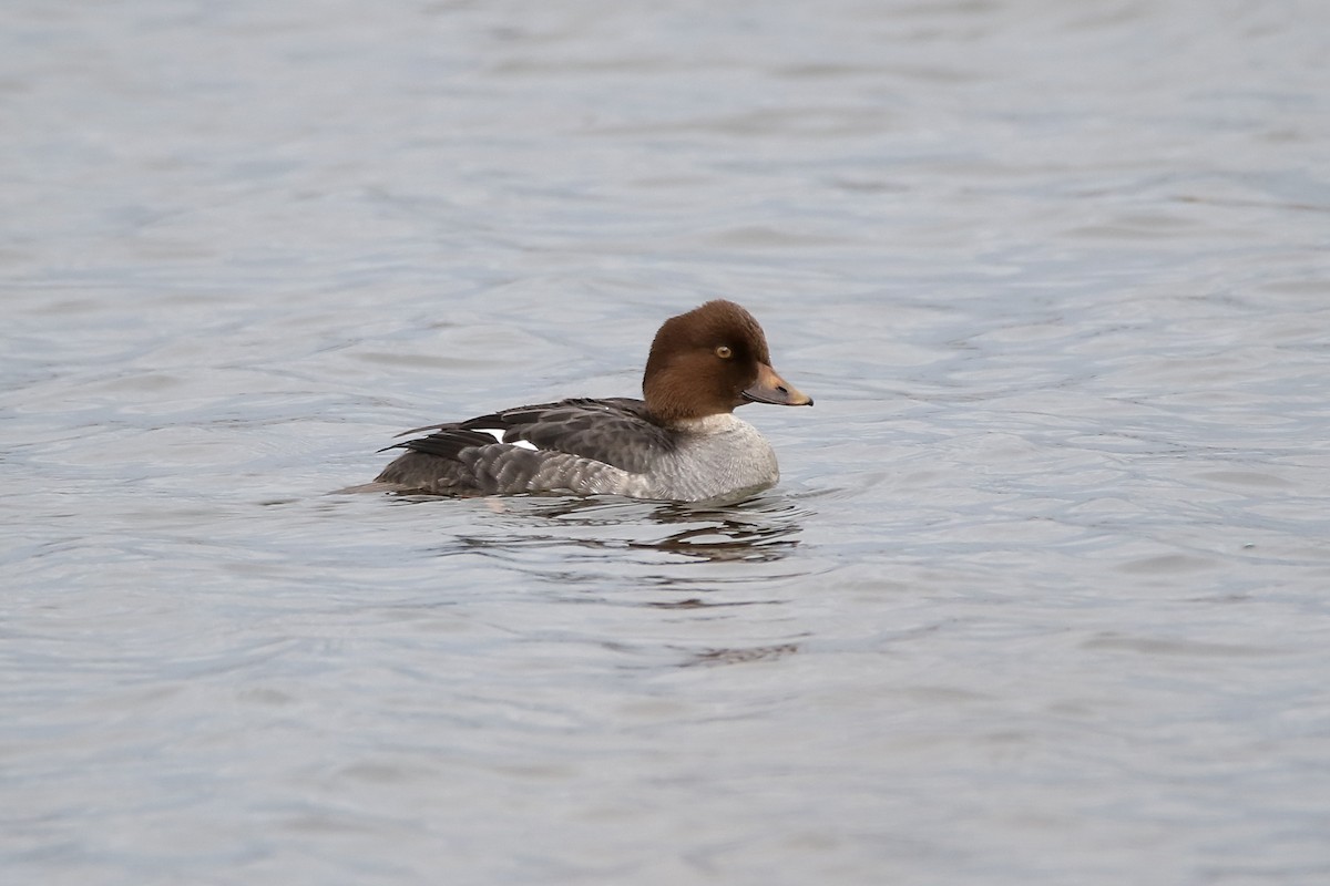 Common Goldeneye - Delfin Gonzalez