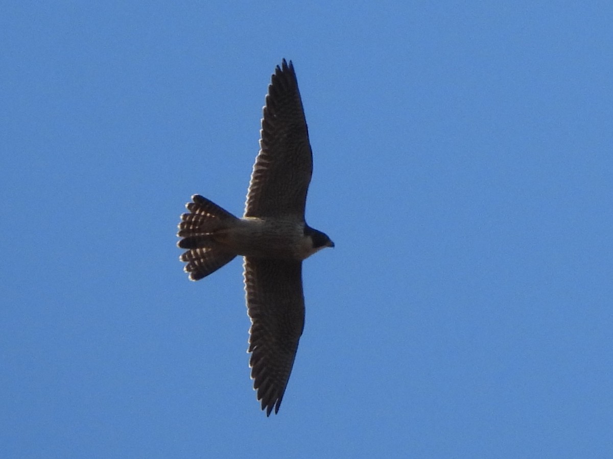 Peregrine Falcon - ML617354110