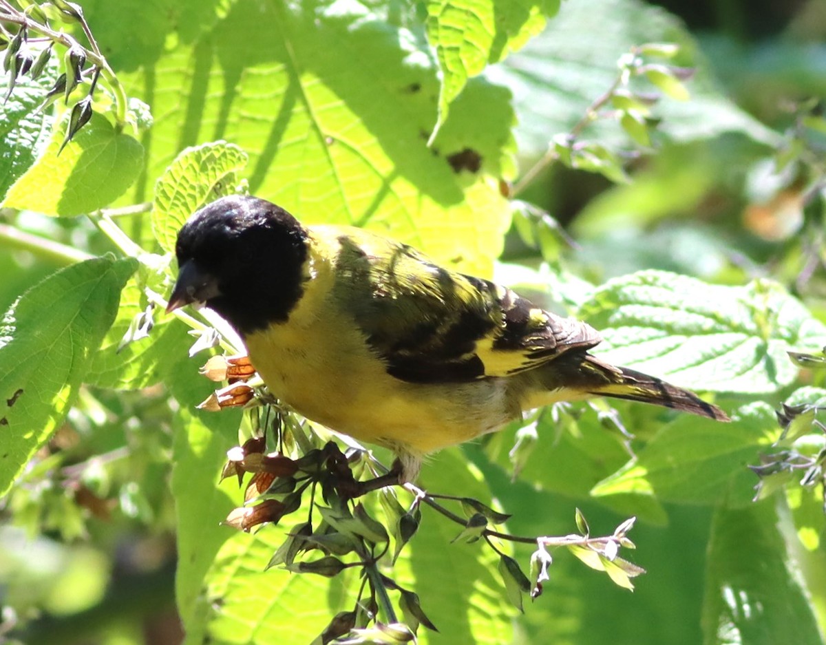 Hooded Siskin - ML617354121