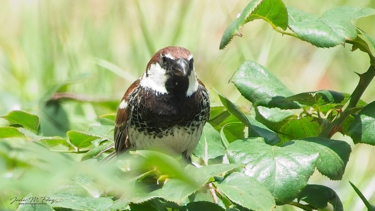 Spanish Sparrow - ML617354127