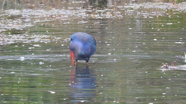 Gray-headed Swamphen - ML617354133