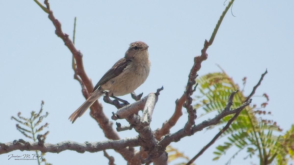 Canary Islands Chiffchaff - ML617354137