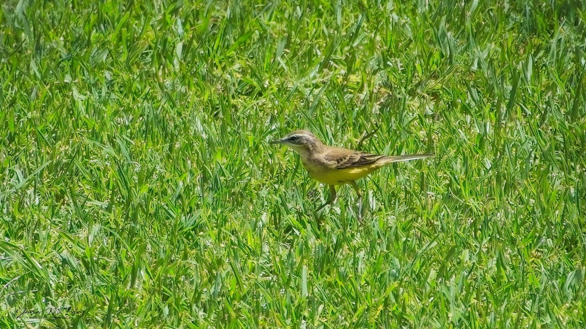 Western Yellow Wagtail - ML617354173