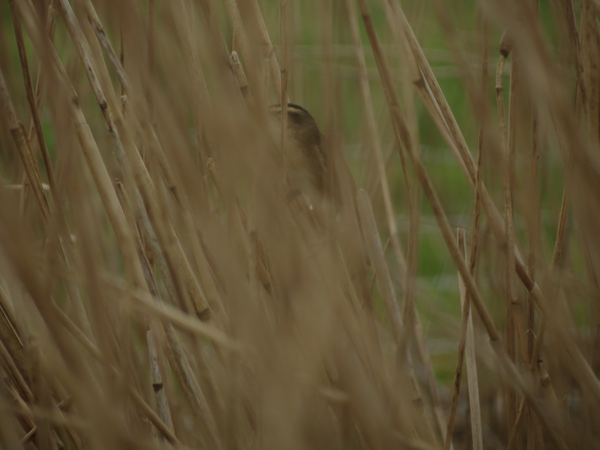 Sedge Warbler - ML617354177