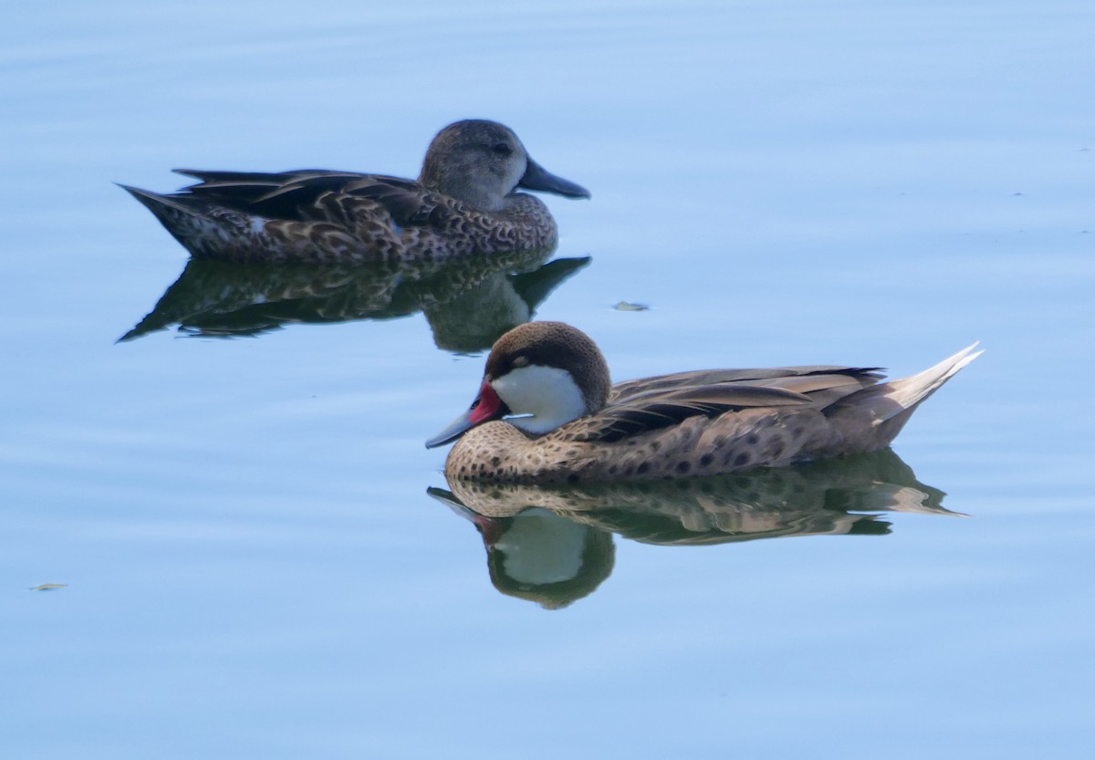 White-cheeked Pintail - ML617354192