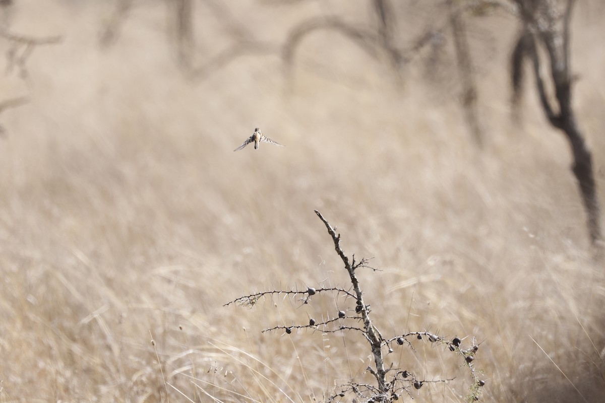 Desert Cisticola - Mario Garcia