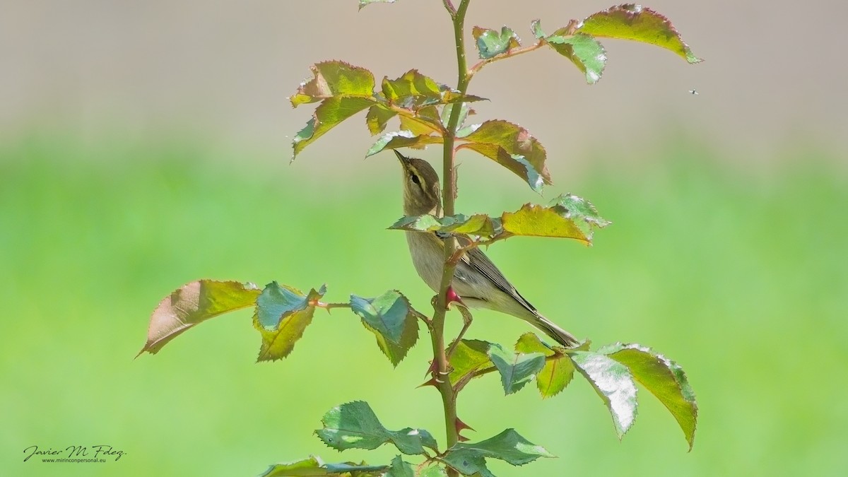 Willow Warbler - ML617354237