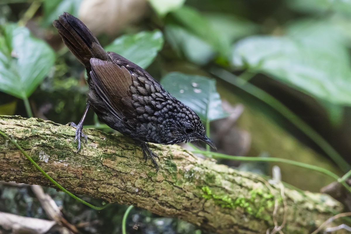 Annam Limestone Babbler - ML617354312