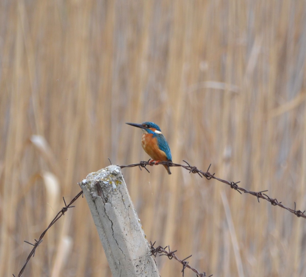 Common Kingfisher - ML617354317