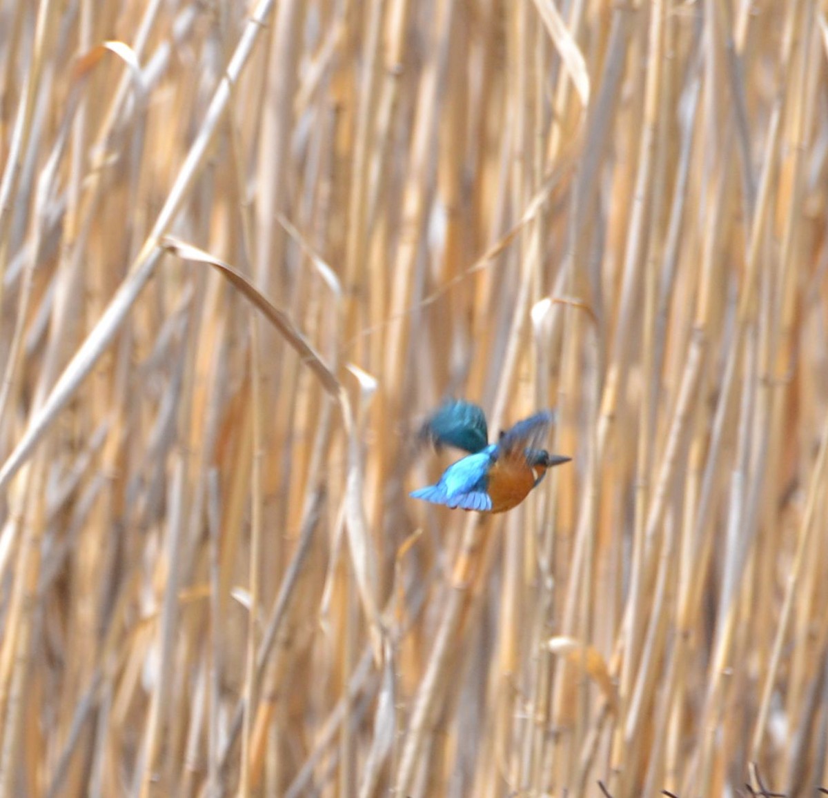 Common Kingfisher - ML617354318