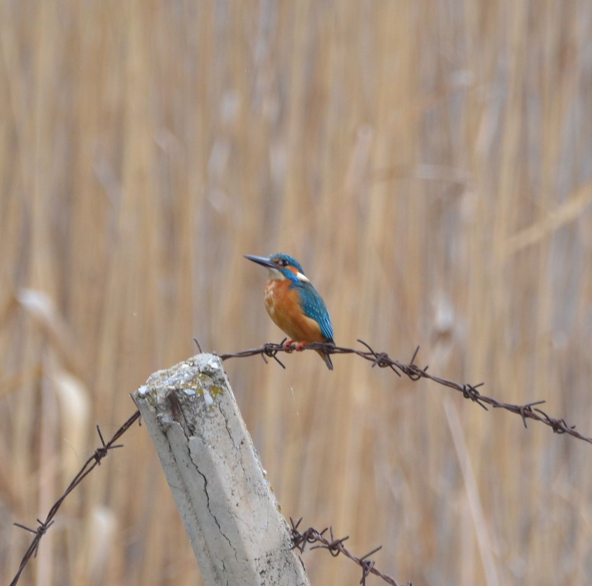 Common Kingfisher - ML617354319