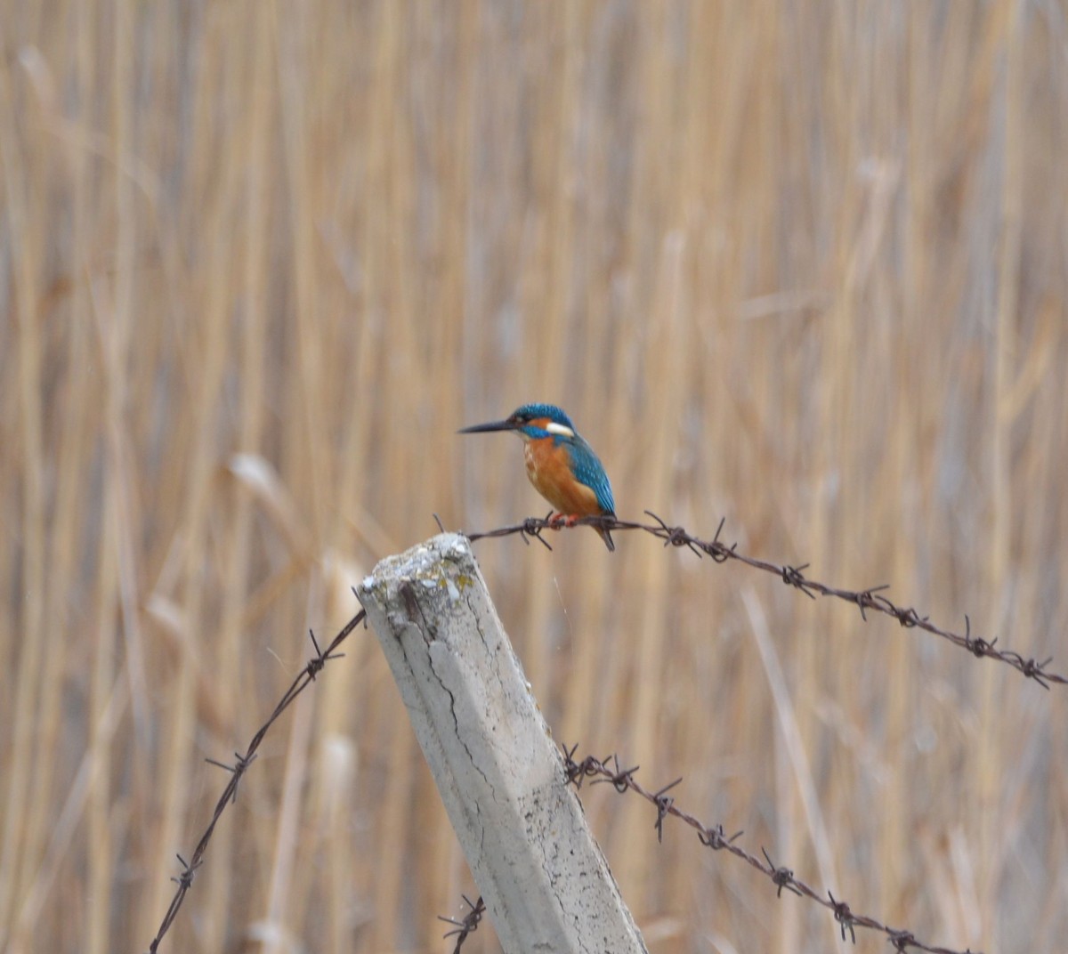 Common Kingfisher - ML617354320