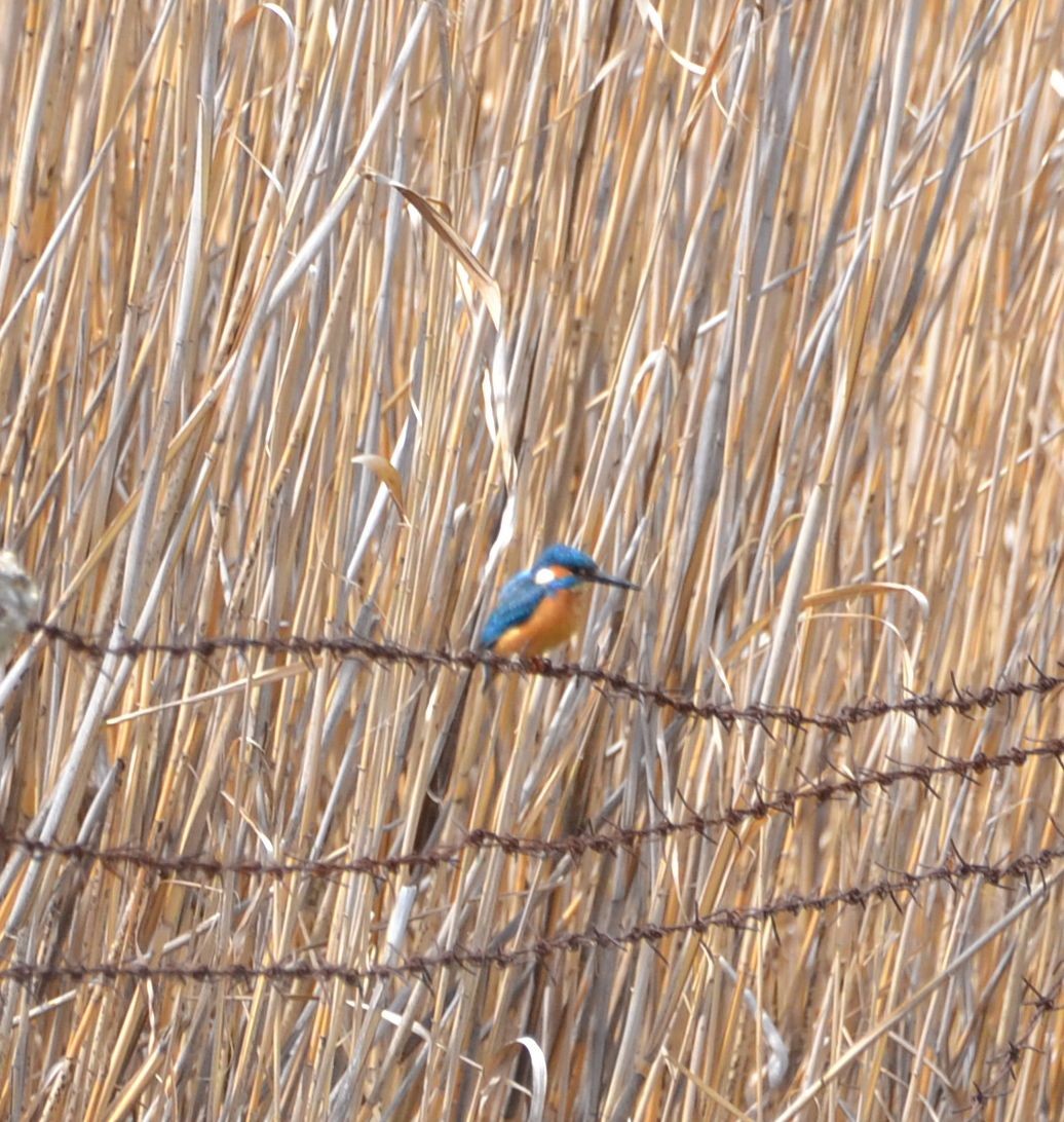 Common Kingfisher - ML617354321