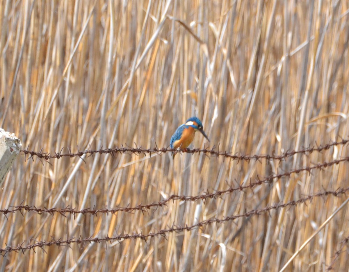 Common Kingfisher - ML617354322