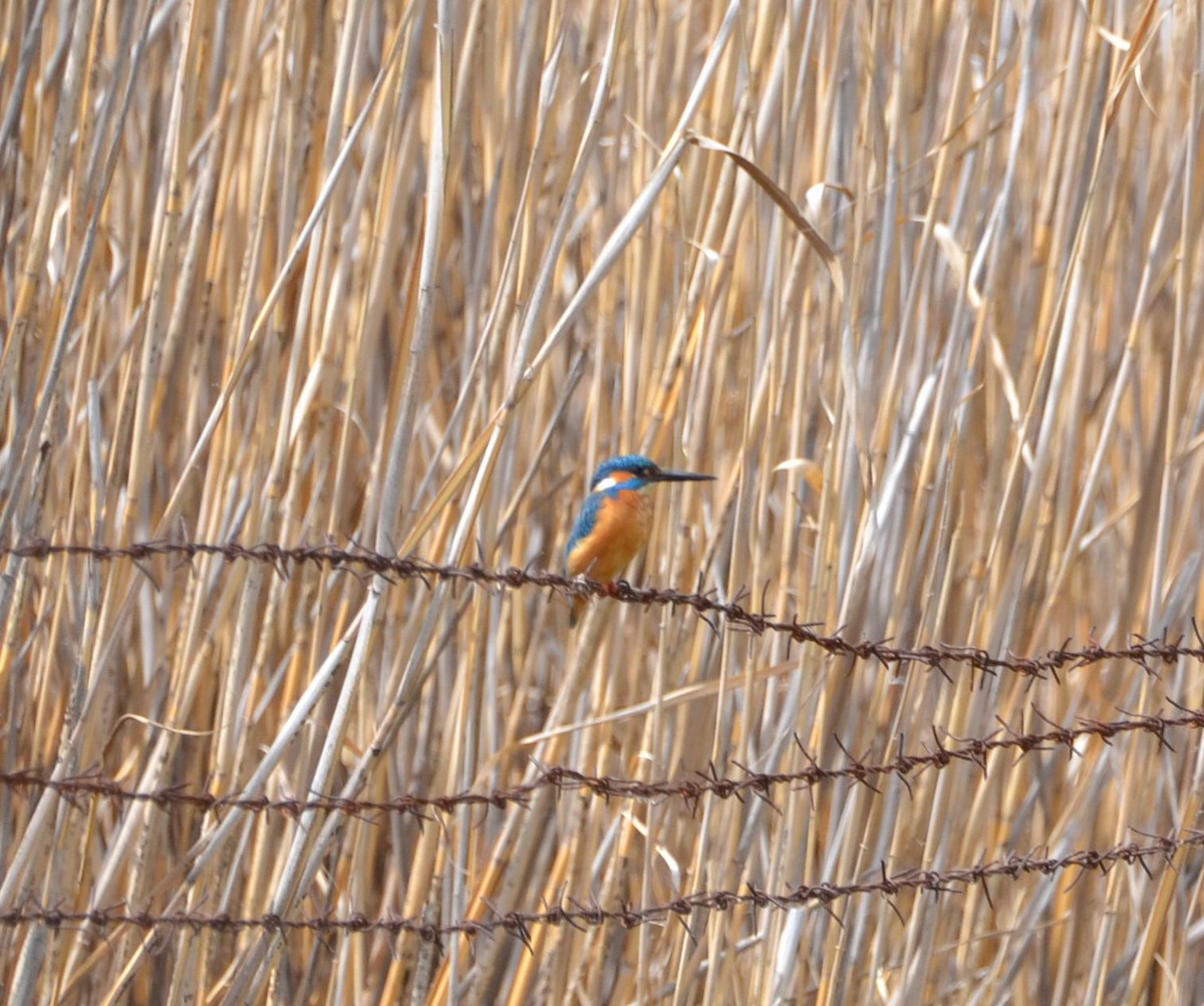 Common Kingfisher - ML617354323