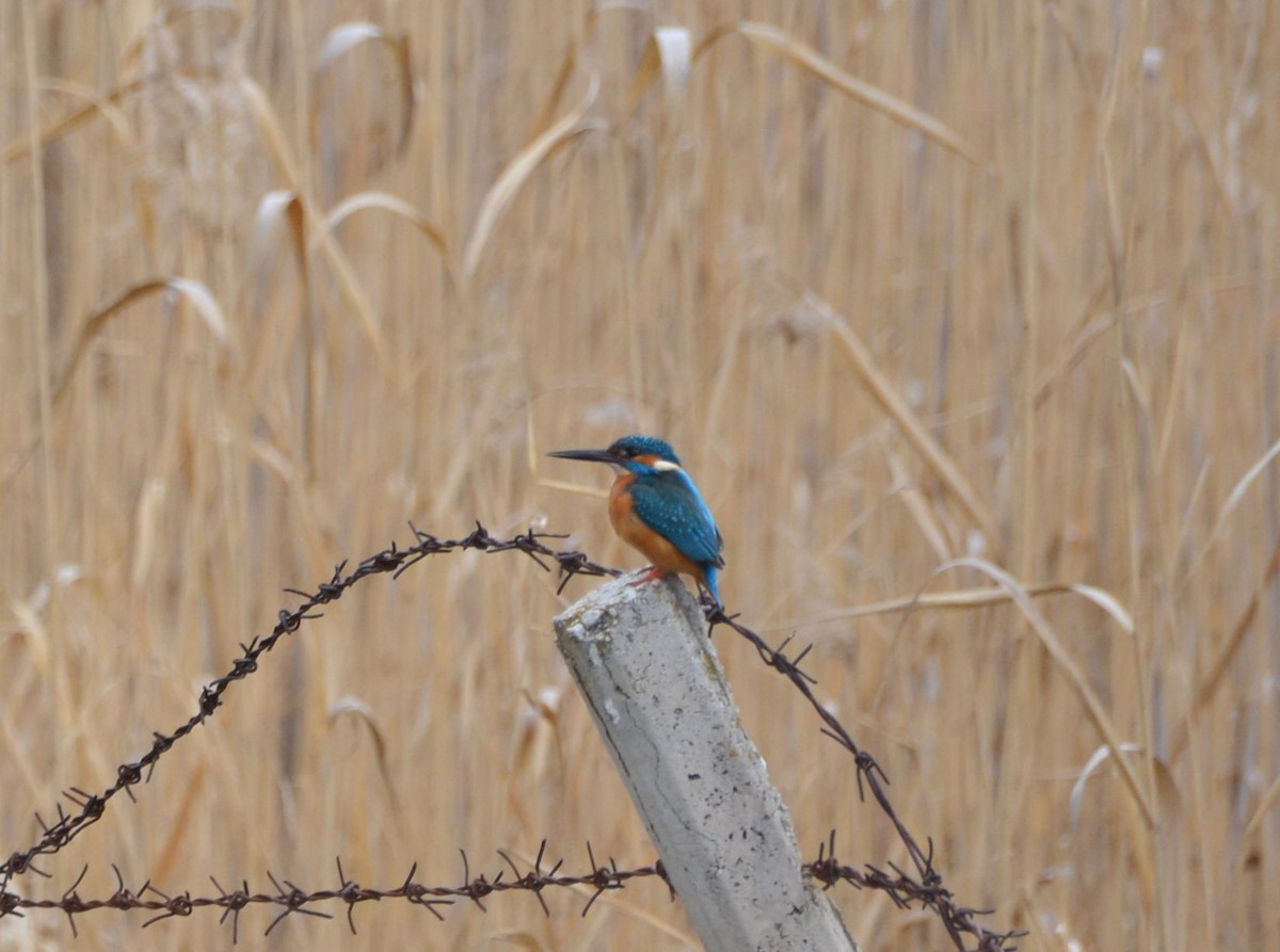 Common Kingfisher - ML617354324