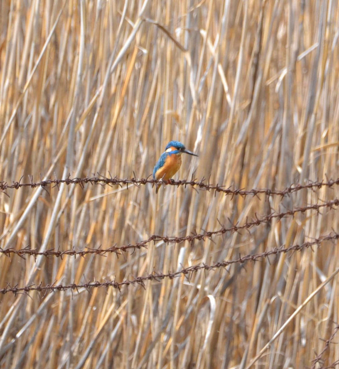 Common Kingfisher - ML617354325