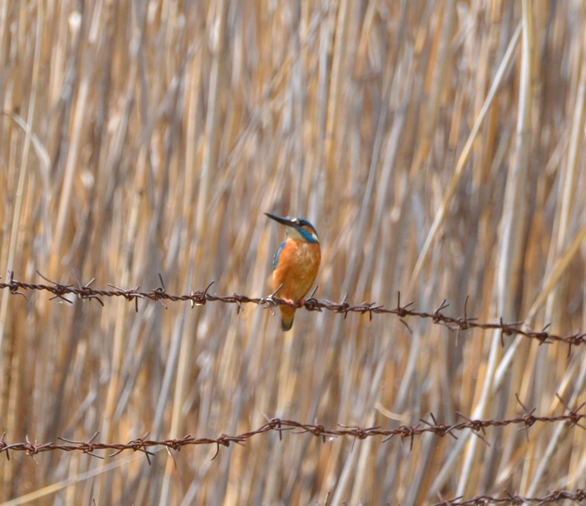 Common Kingfisher - ML617354326