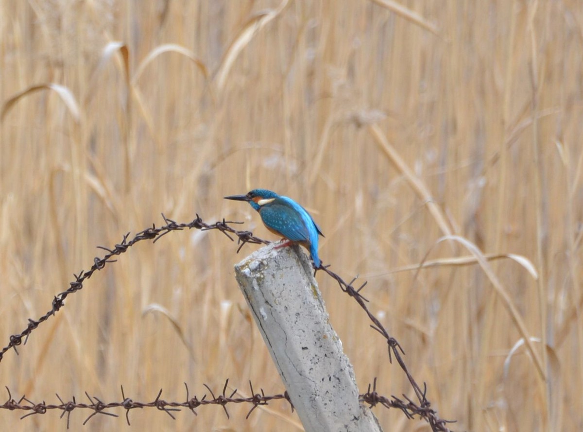 Common Kingfisher - ML617354328