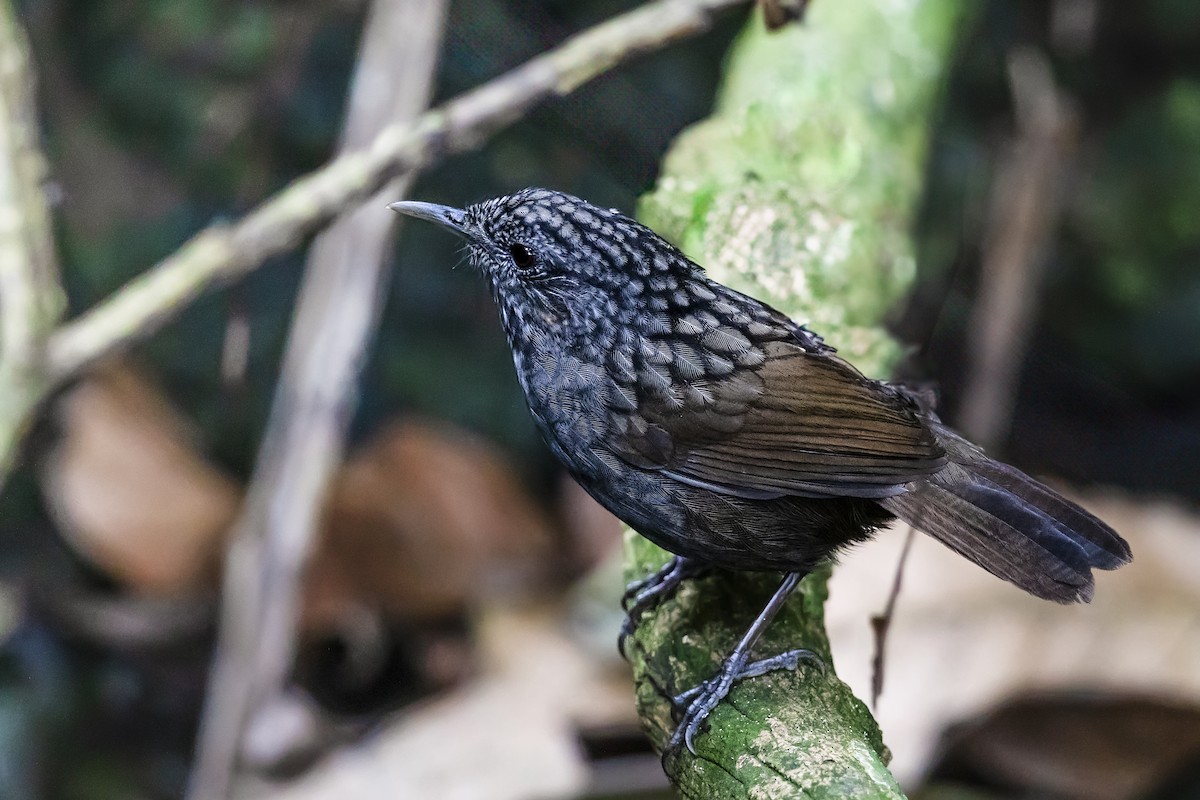 Annam Limestone Babbler - ML617354342