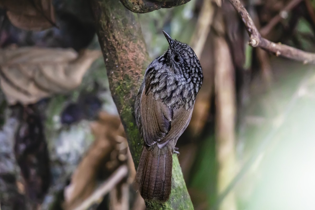 Annam Limestone Babbler - ML617354377