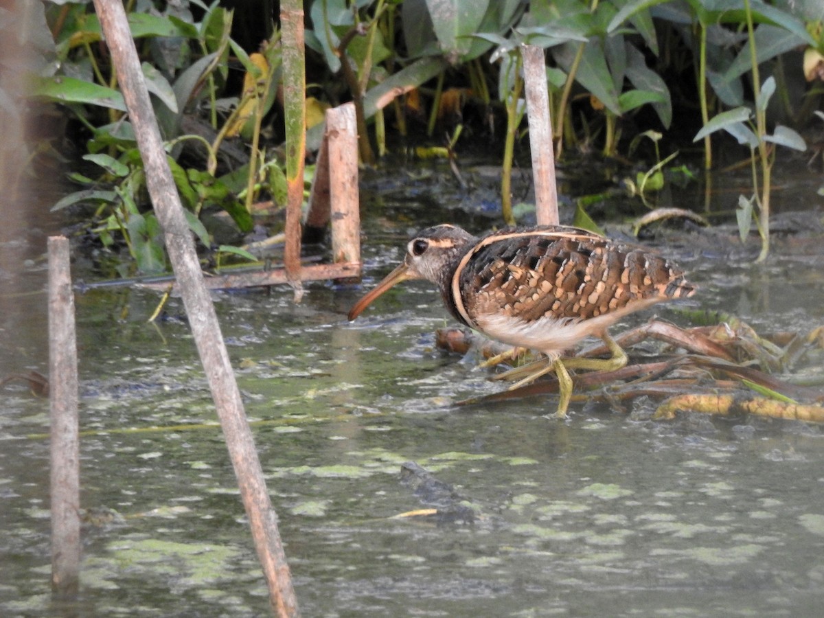 Greater Painted-Snipe - ML617354409