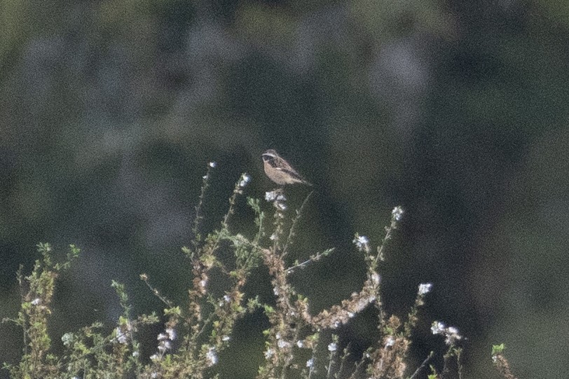 Whinchat - Ed Stubbs