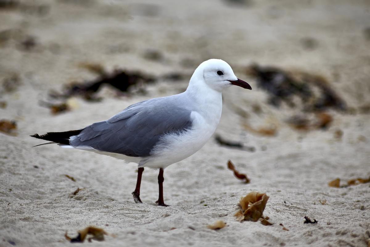 Mouette de Hartlaub - ML617354418