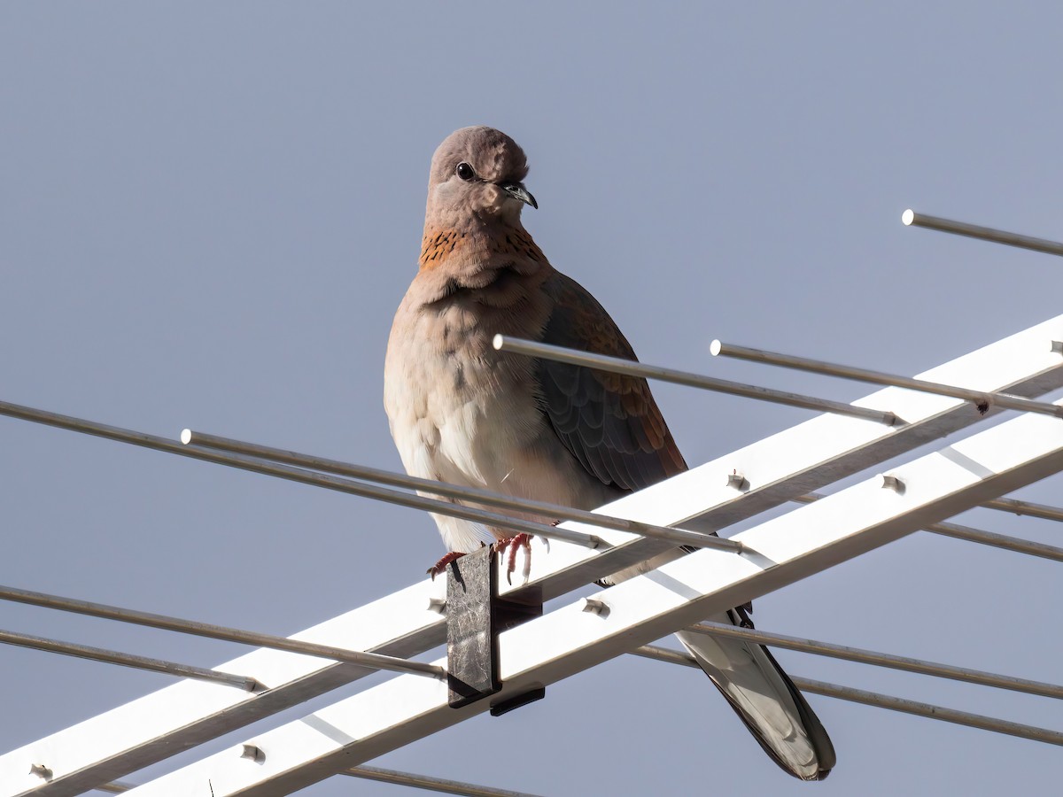 Laughing Dove - ML617354437