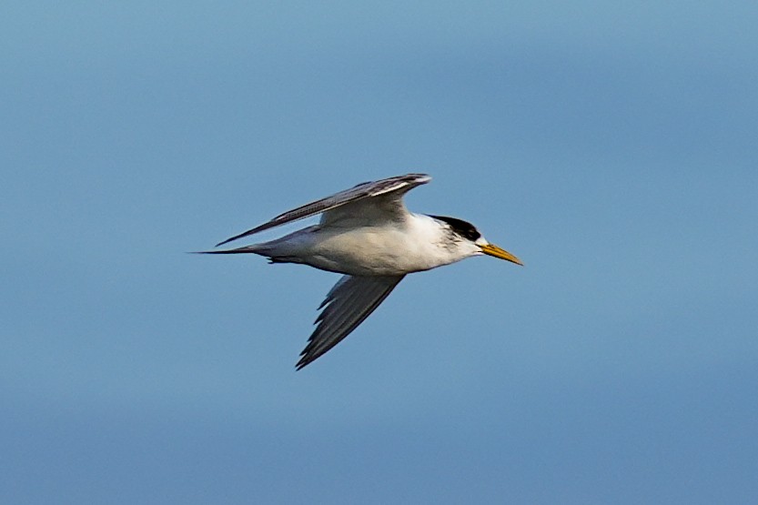 Great Crested Tern - ML617354487