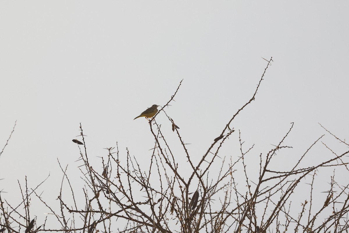 Golden Pipit - ML617354666