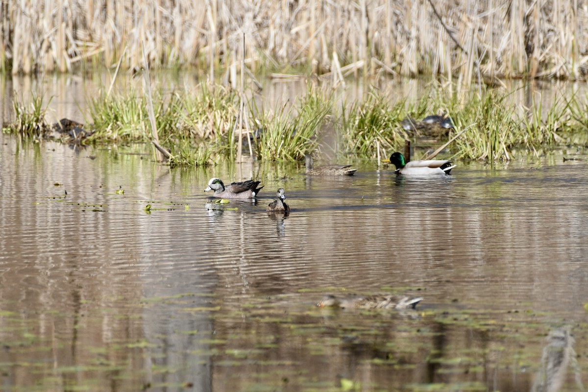 American Wigeon - ML617354741