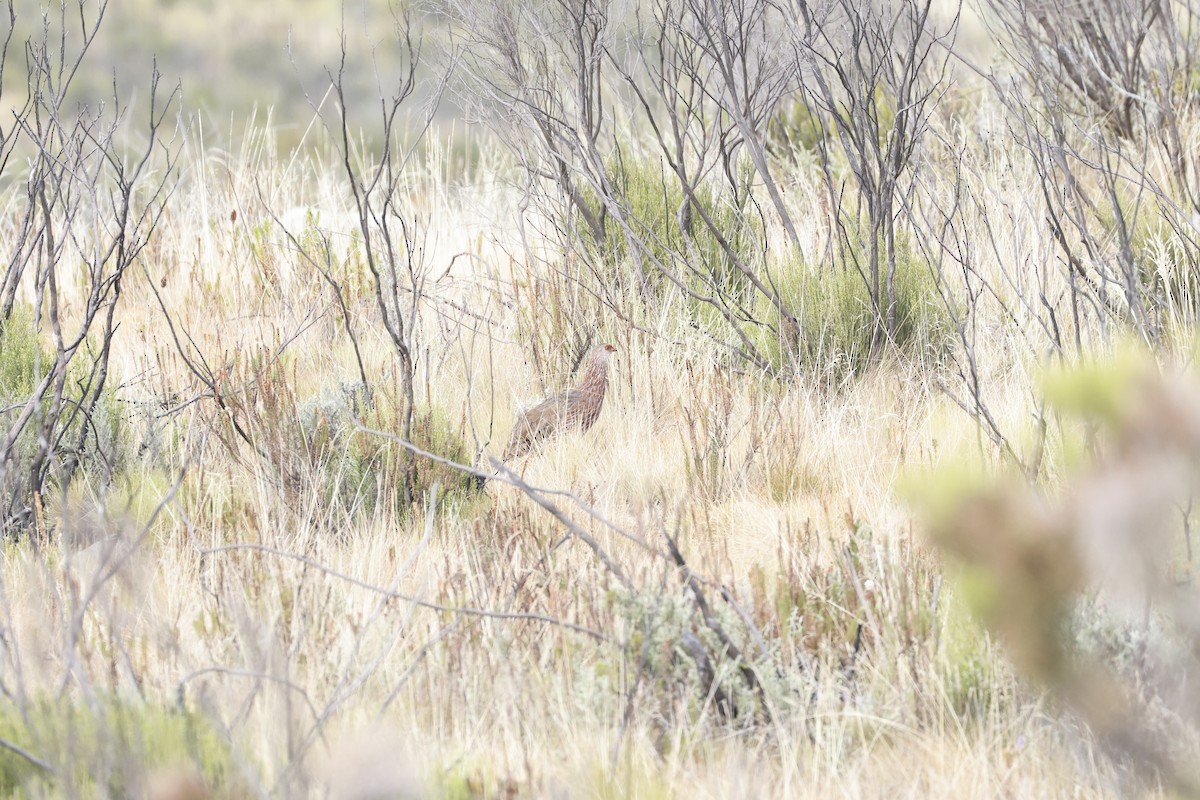 Jackson's Spurfowl - ML617354841