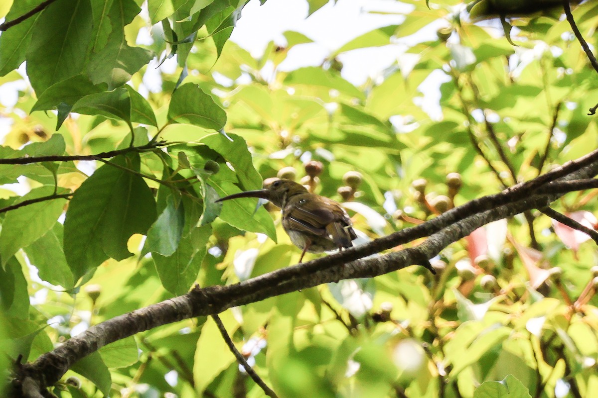 Gray-breasted Spiderhunter - ML617354855