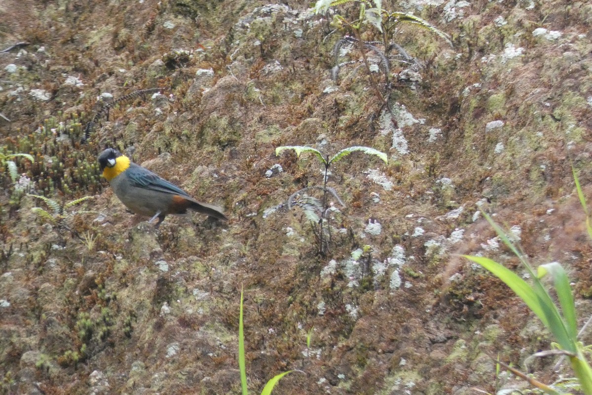 Yellow-throated Tanager - ML617354863