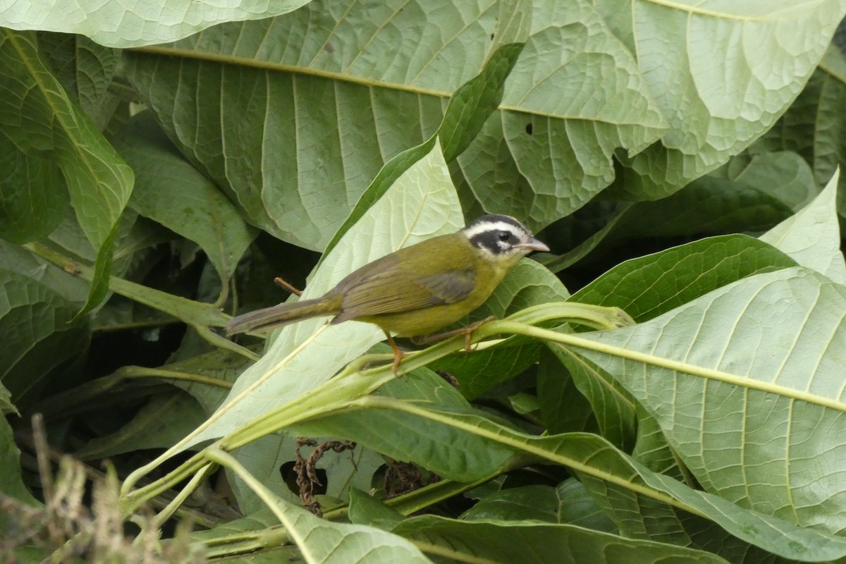 Three-striped Warbler - ML617354878