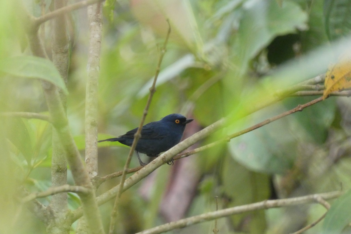 Deep-blue Flowerpiercer - Cristian Abad