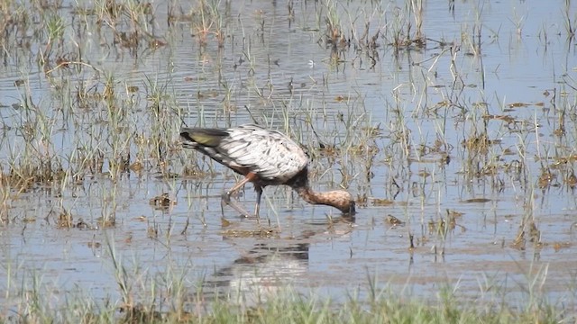 Glossy Ibis - ML617354928