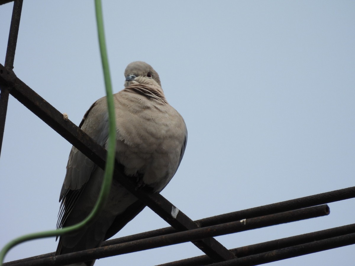 Eurasian Collared-Dove - ML617354961