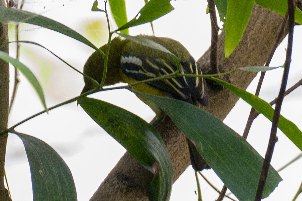 Common Iora - Munshi Abul Barakat